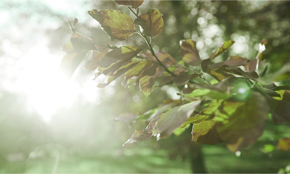 Detailaufnahme sonnenbeschienener Blätter an einem Baum mit unscharfem Hintergrund und Lens-Flare-Effekt.